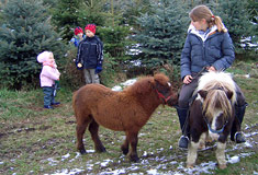 »Ponyreiten im Christbaumwald Schönau«