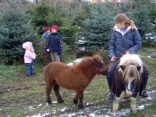 »Ponyreiten im Christbaumwald Schönau«