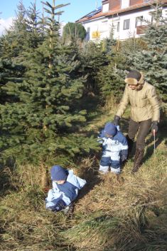 »Christbaumsägen für Groß und Klein«