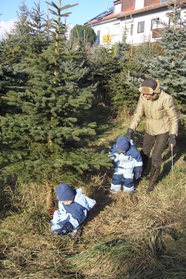 »Christbaumsägen für Groß und Klein«