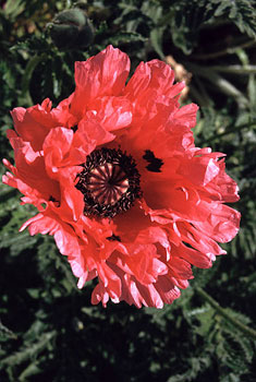 »Papaver orientale Türkenlouis«