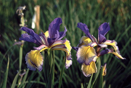 »Iris«