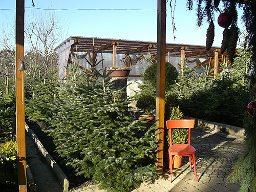 »Unser Christbaum-Verkauf«