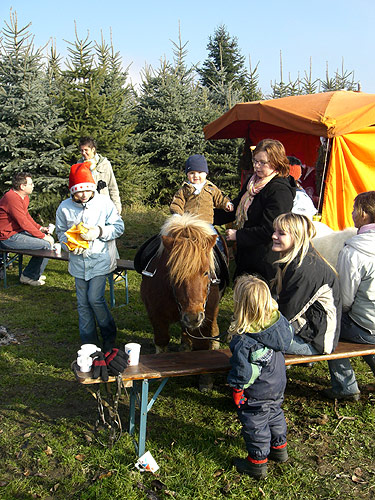 »Pony-Reitaktion im Christbaumwald«