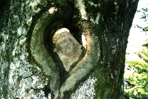 »Ein in ein Baum eingewachsenes Kruzifix«