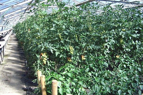 &raquo;Unser Tomatentraum im Gewächshaus&laquo;
