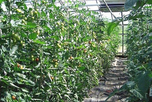 &raquo;Unser Tomatensortiment - für jeden Geschmack das Richtige&laquo;