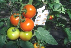 &raquo;Biologischer Nützlingseinsatz&laquo;