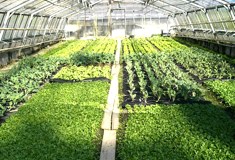 &raquo;Frühlingserwachen im Gewächshaus&laquo;