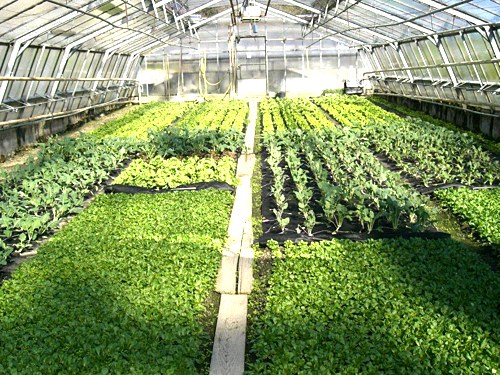 &raquo;Frühlingserwachen im Gewächshaus&laquo;