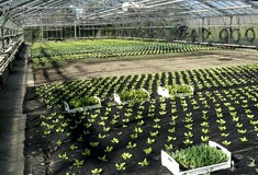 &raquo;Ihr Gaumenschmaus in Reih und Glied&laquo;