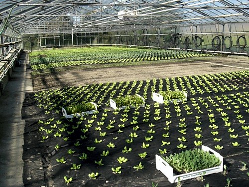 &raquo;Ihr Gaumenschmaus in Reih und Glied&laquo;