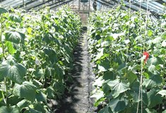 &raquo;Gurken Haus&laquo;