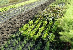 &raquo;Kräutervariation&laquo;