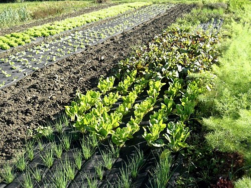 &raquo;Kräutervariation&laquo;