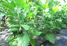 &raquo;Auberginenstolz&laquo;