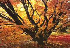 »Ein Baum im goldenen Herbstlicht«