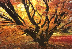 »Ein Baum im goldenen Herbstlicht«