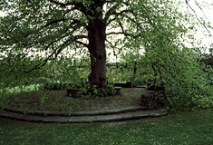 »Ein Baum im Zentrum der Beachtung«