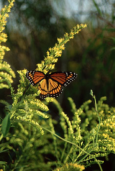 »Schmetterling«