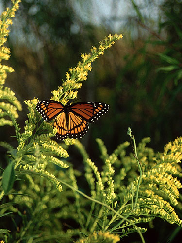 »Schmetterling«