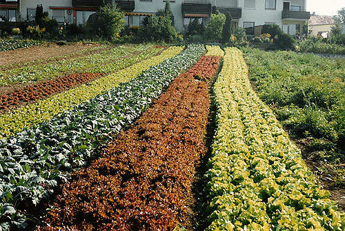 »Bestes Gemüse frisch vom Feld«