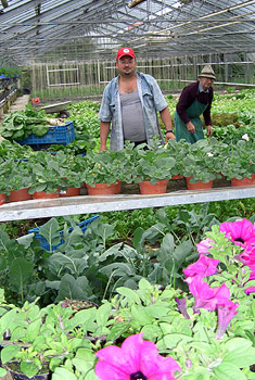 »Gemüse unter Glasanbau«