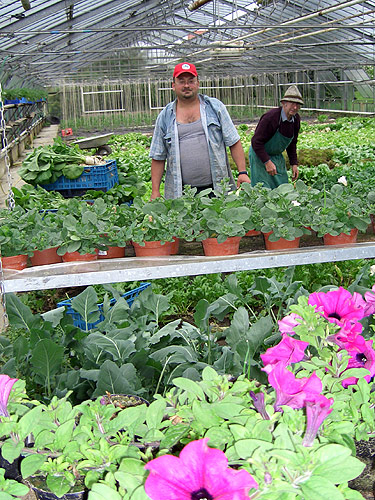 »Gemüse unter Glasanbau«