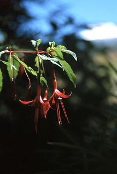 »Fuchsia magellanica«