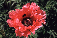 Mohn-Blüte