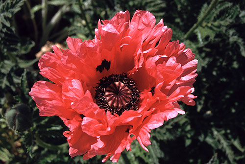 Mohn-Blüte